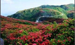 山丹丹开花红艳艳原唱