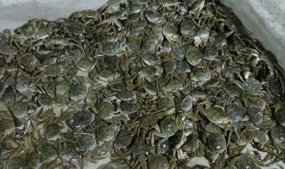 活螃蟹保存10天方法